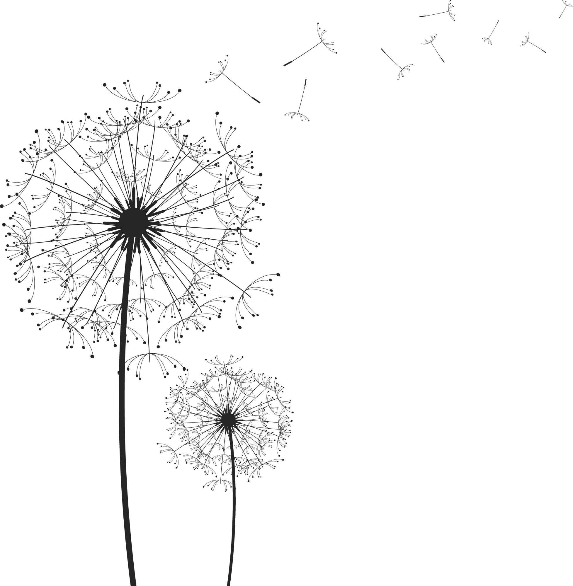 Dandelion Free Download Image PNG Image