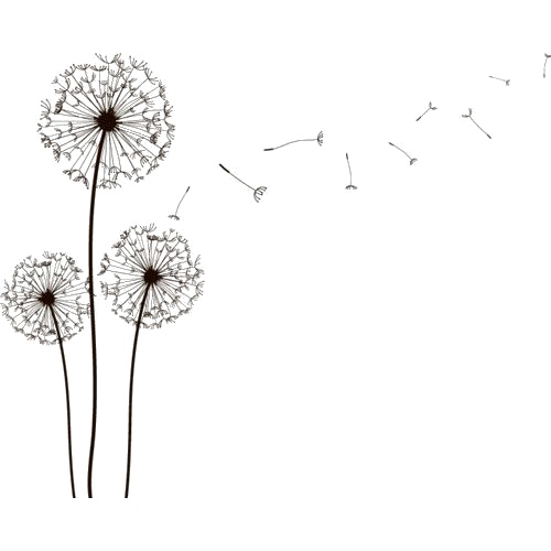 Dandelion Free Clipart HQ PNG Image