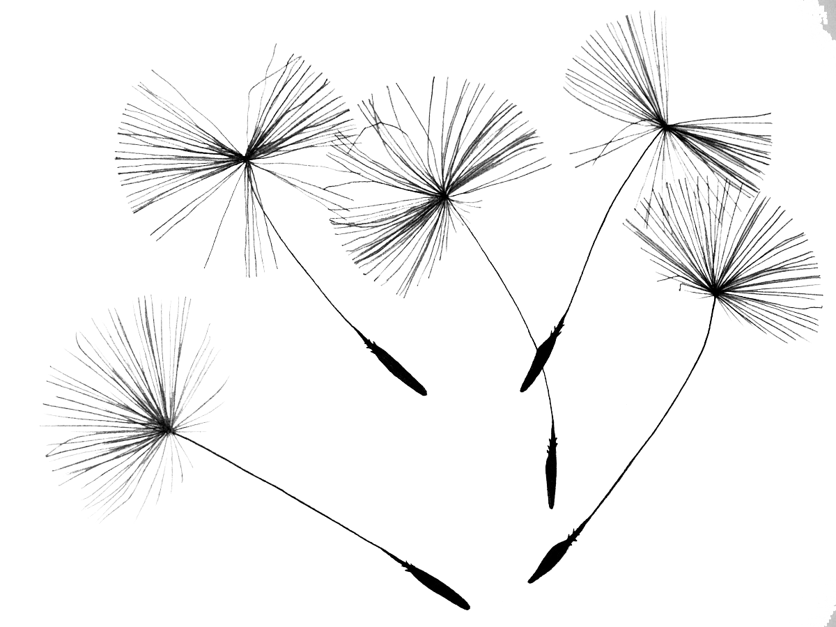 Dandelion Free Photo PNG PNG Image