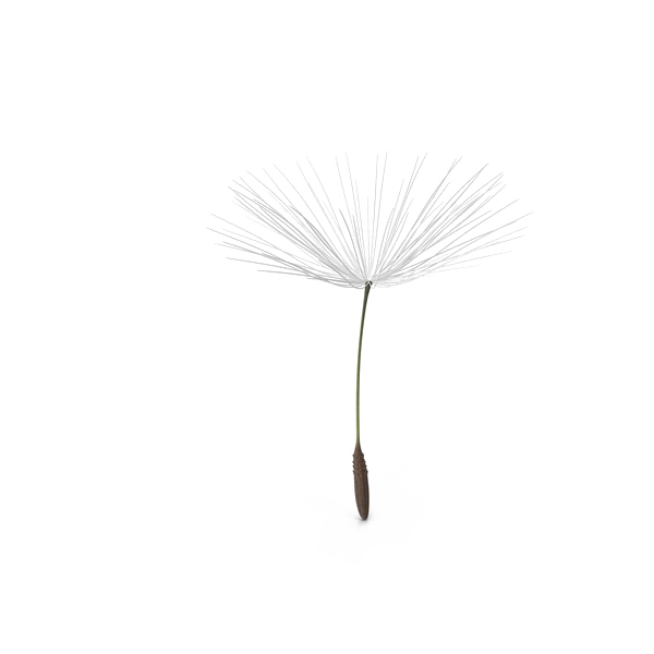 Dandelion Free Download PNG HQ PNG Image