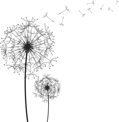 Dandelion Image Free Download PNG HQ PNG Image