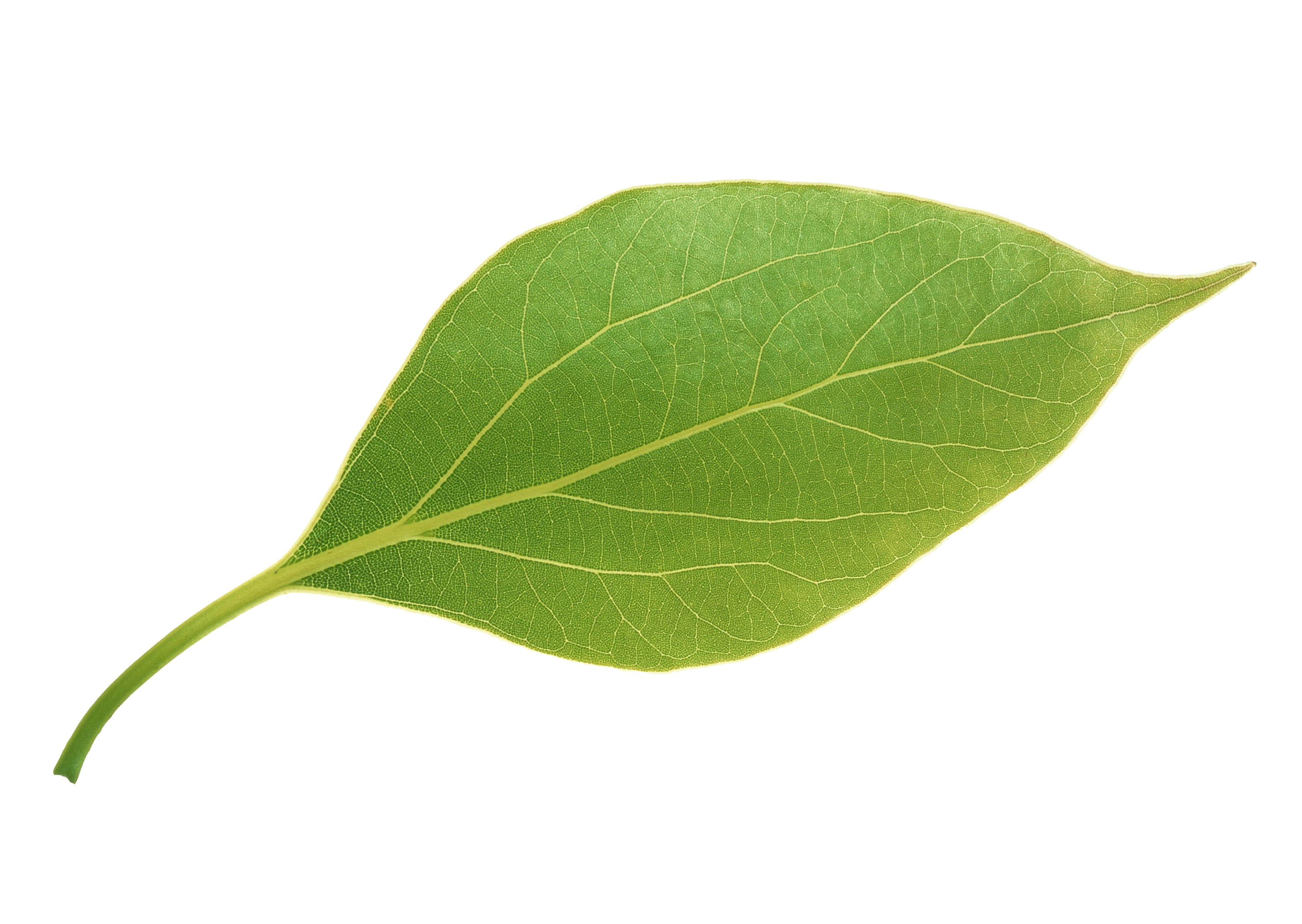 Leaves,Apple Leaves Leaf Apple Free PNG HQ PNG Image