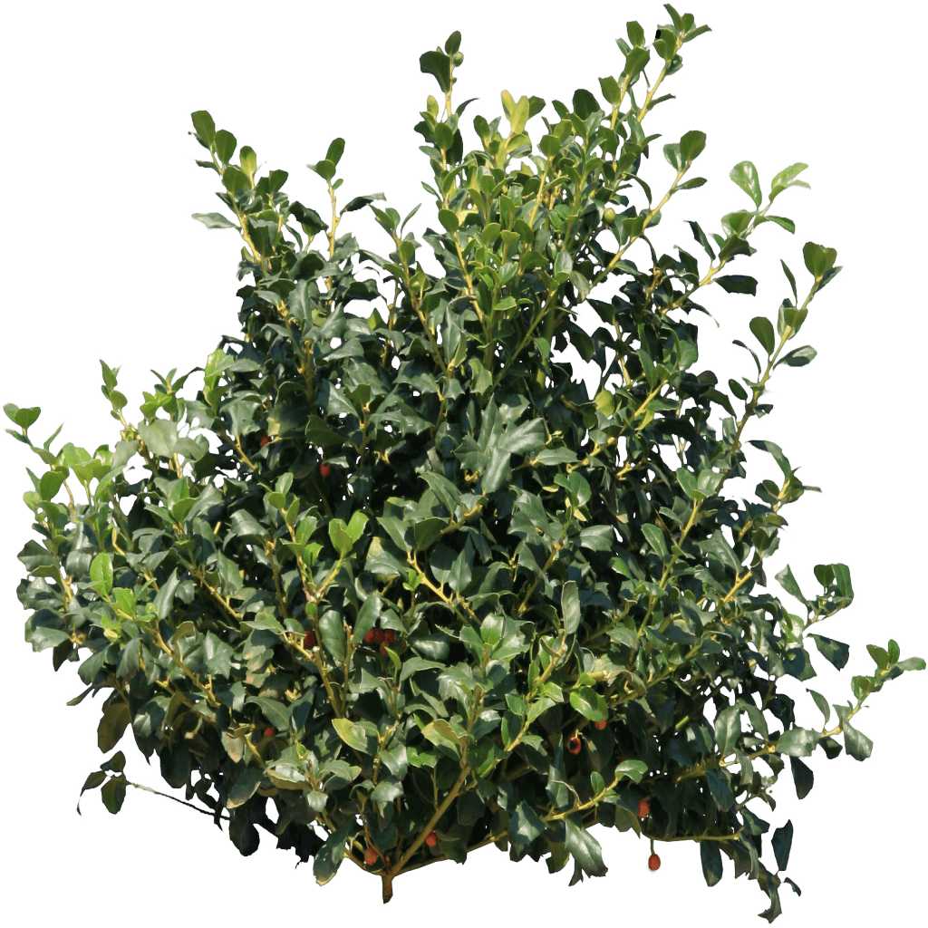 Evergreen Poster Leaf Fortnite Shrub PNG Free Photo PNG Image