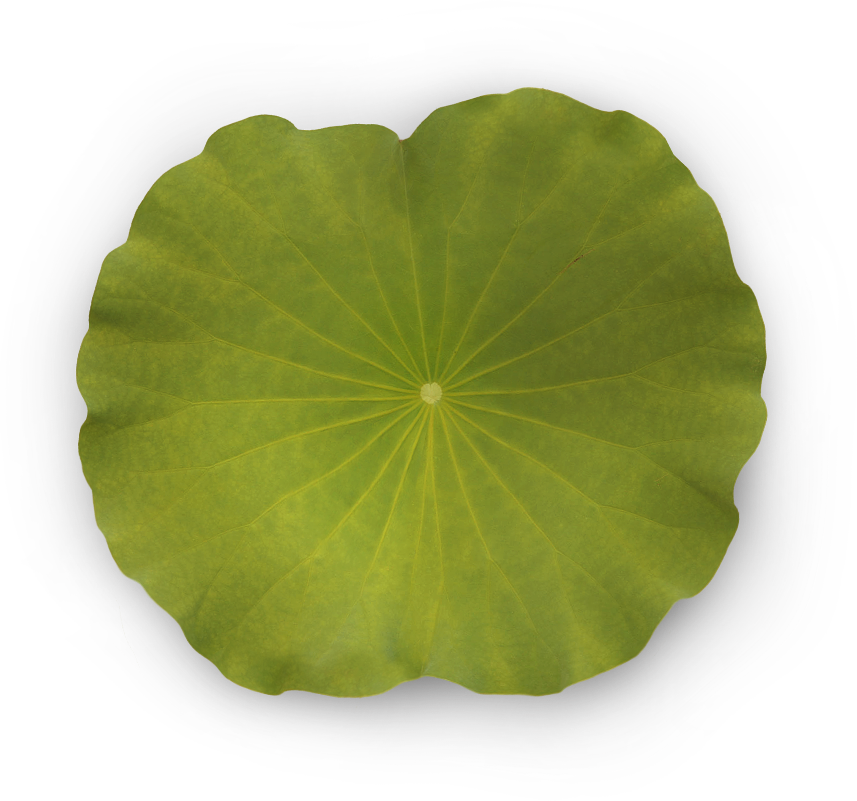 Water Drop Leaf Dew Free Transparent Image HD PNG Image