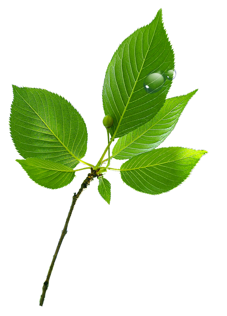 Water Drop Leaf Dew Free PNG HQ PNG Image