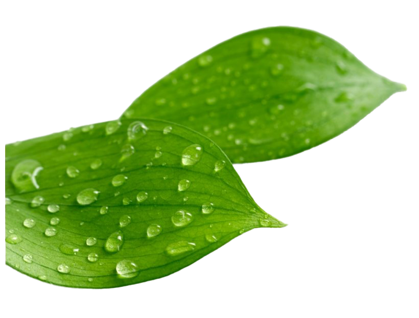 Water Drop Leaf PNG Free Photo PNG Image