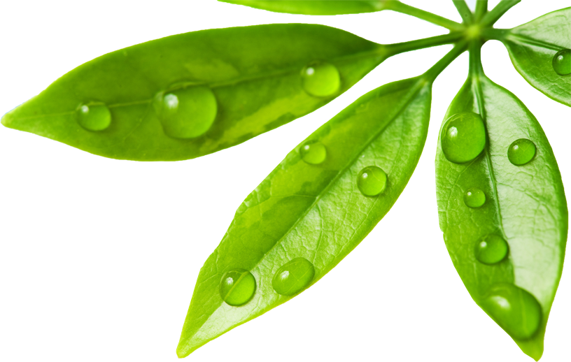 Water Drop Leaf Free Transparent Image HD PNG Image