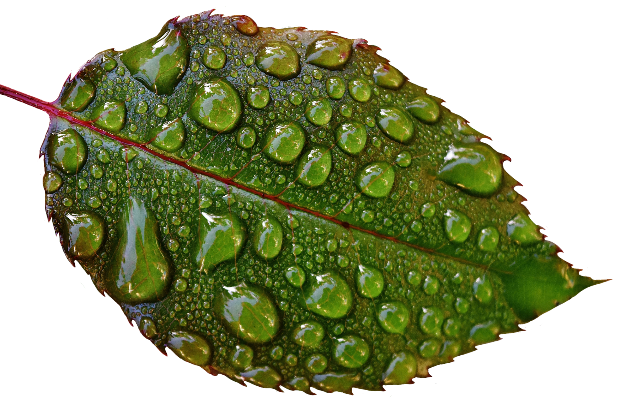 Water Leaf Tree Free PNG HQ PNG Image