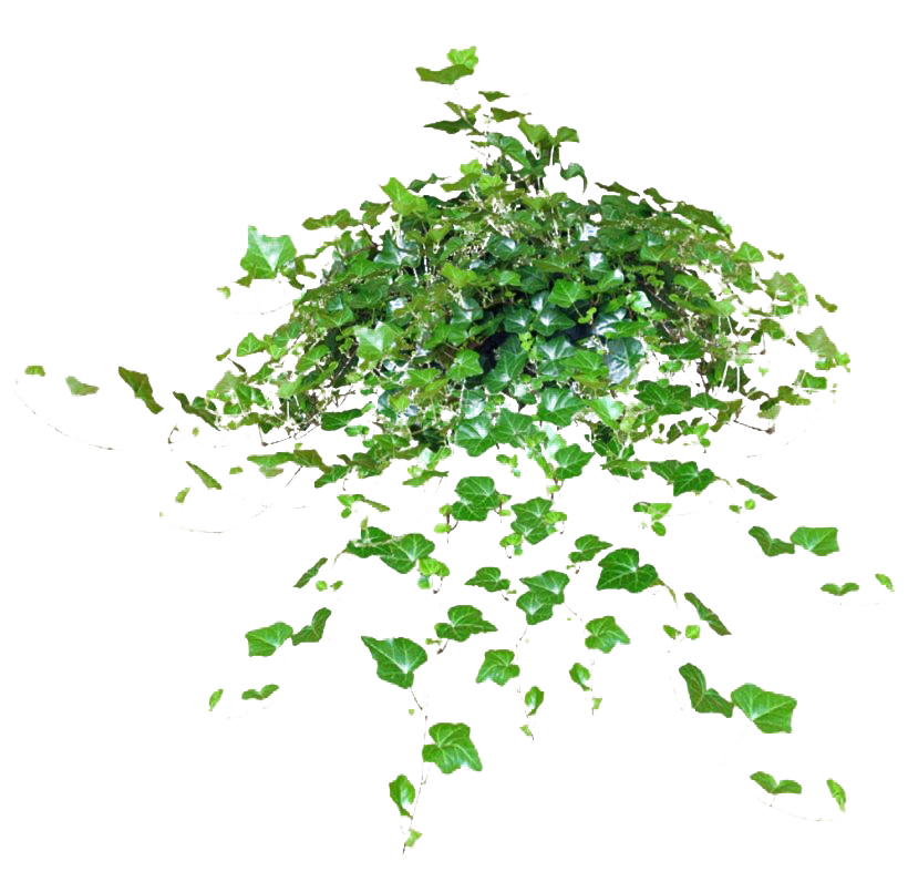 Leaves Green Ivy Hanging HD Image Free PNG Image