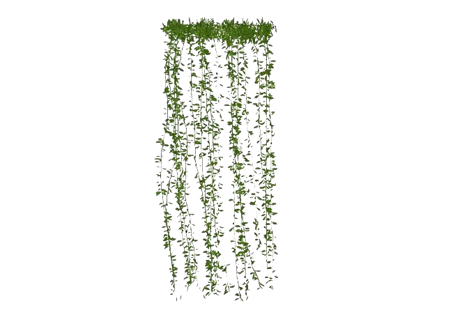 Leaves Green Ivy Hanging Free HQ Image PNG Image