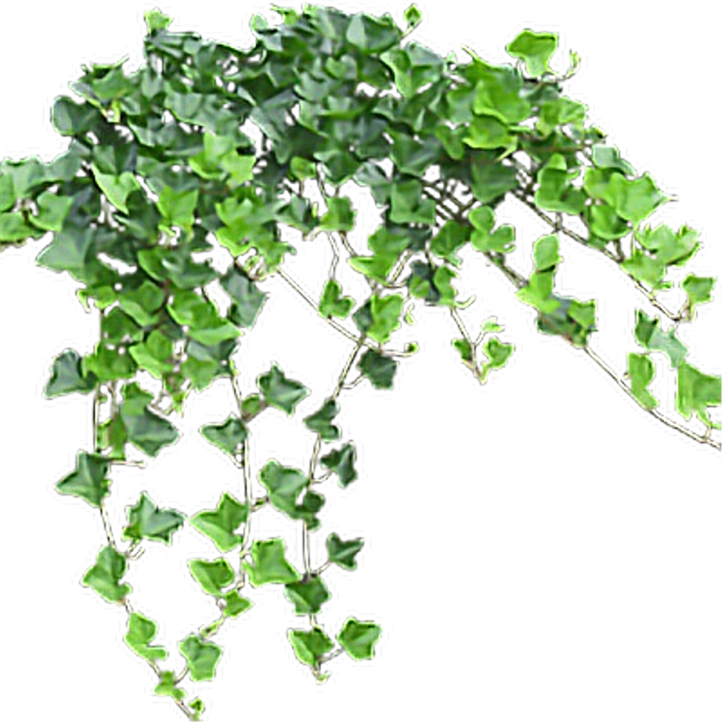 Ivy Hanging Free Transparent Image HQ PNG Image