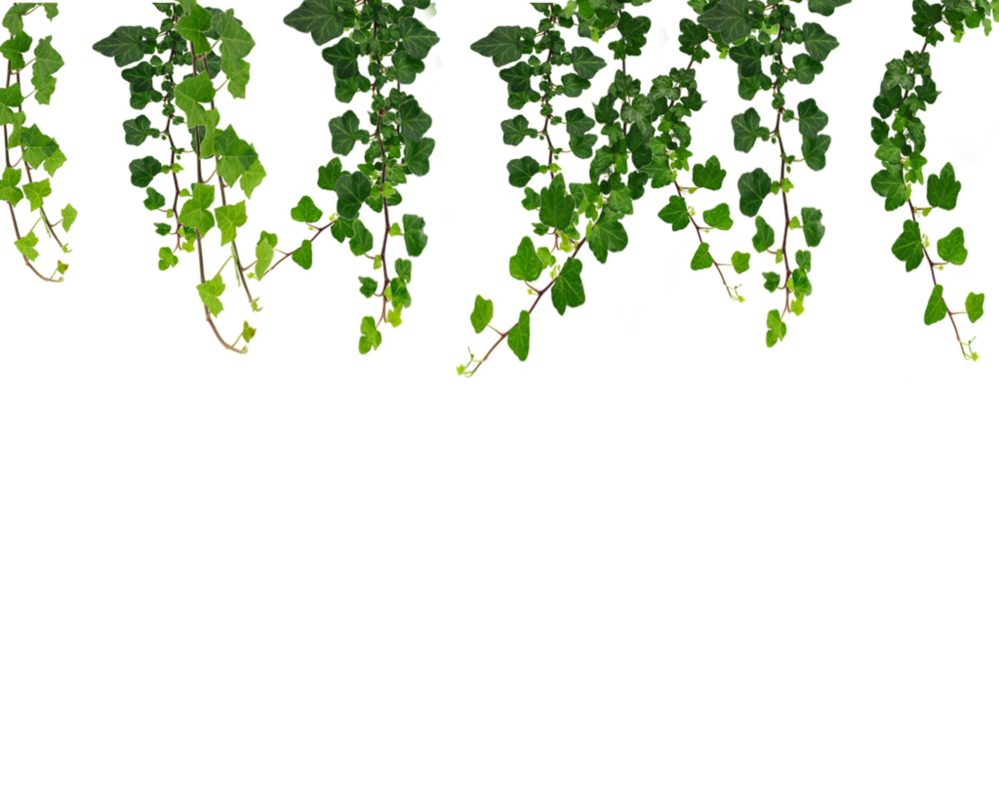 Ivy Hanging HD Image Free PNG Image