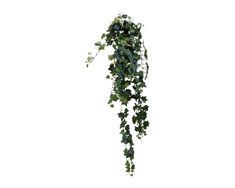 Ivy Hanging Free HD Image PNG Image