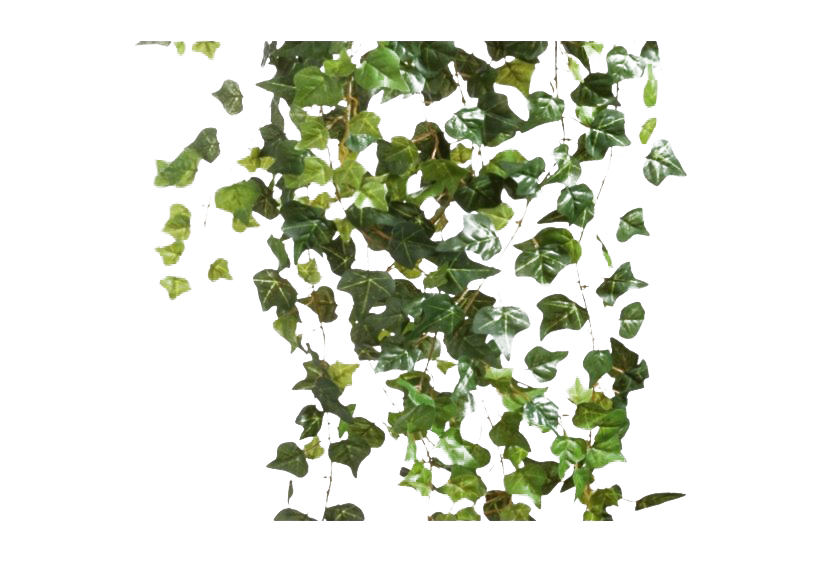 Ivy Hanging Free Download PNG HQ PNG Image