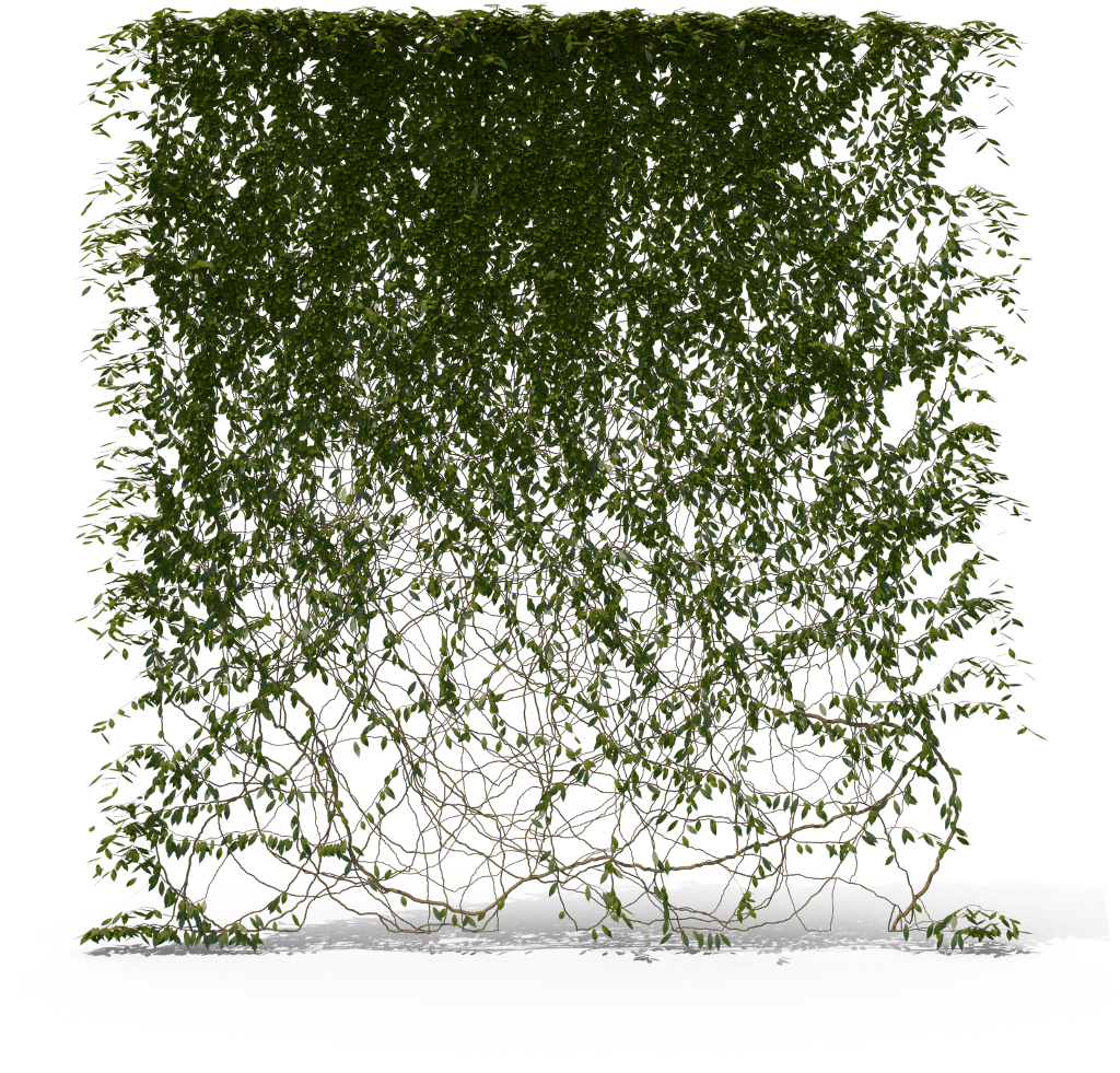 Ivy Hanging PNG File HD PNG Image