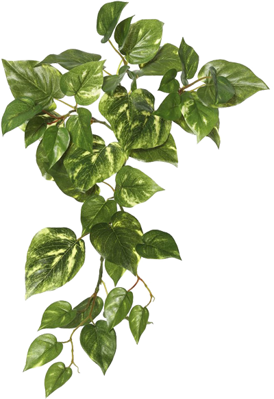 Images Ivy Hanging Download HQ PNG Image