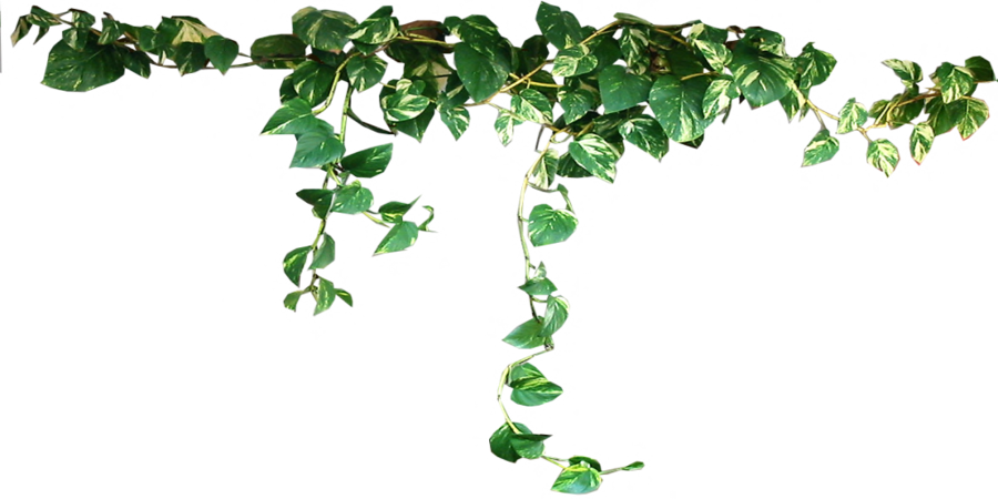 Ivy Hanging Free PNG HQ PNG Image