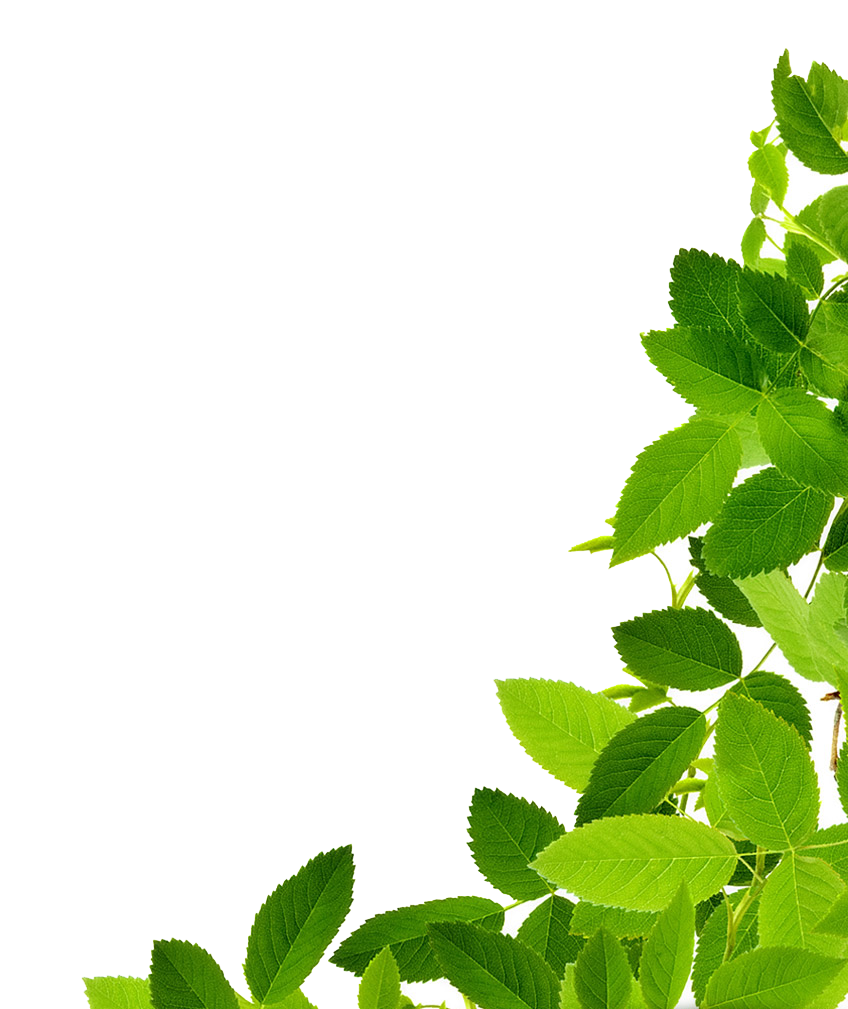 Green Leaves Organic Photos HD Image Free PNG Image