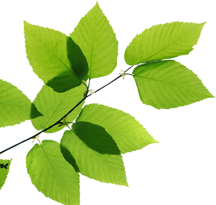 Real Leaves Transparent Image PNG Image