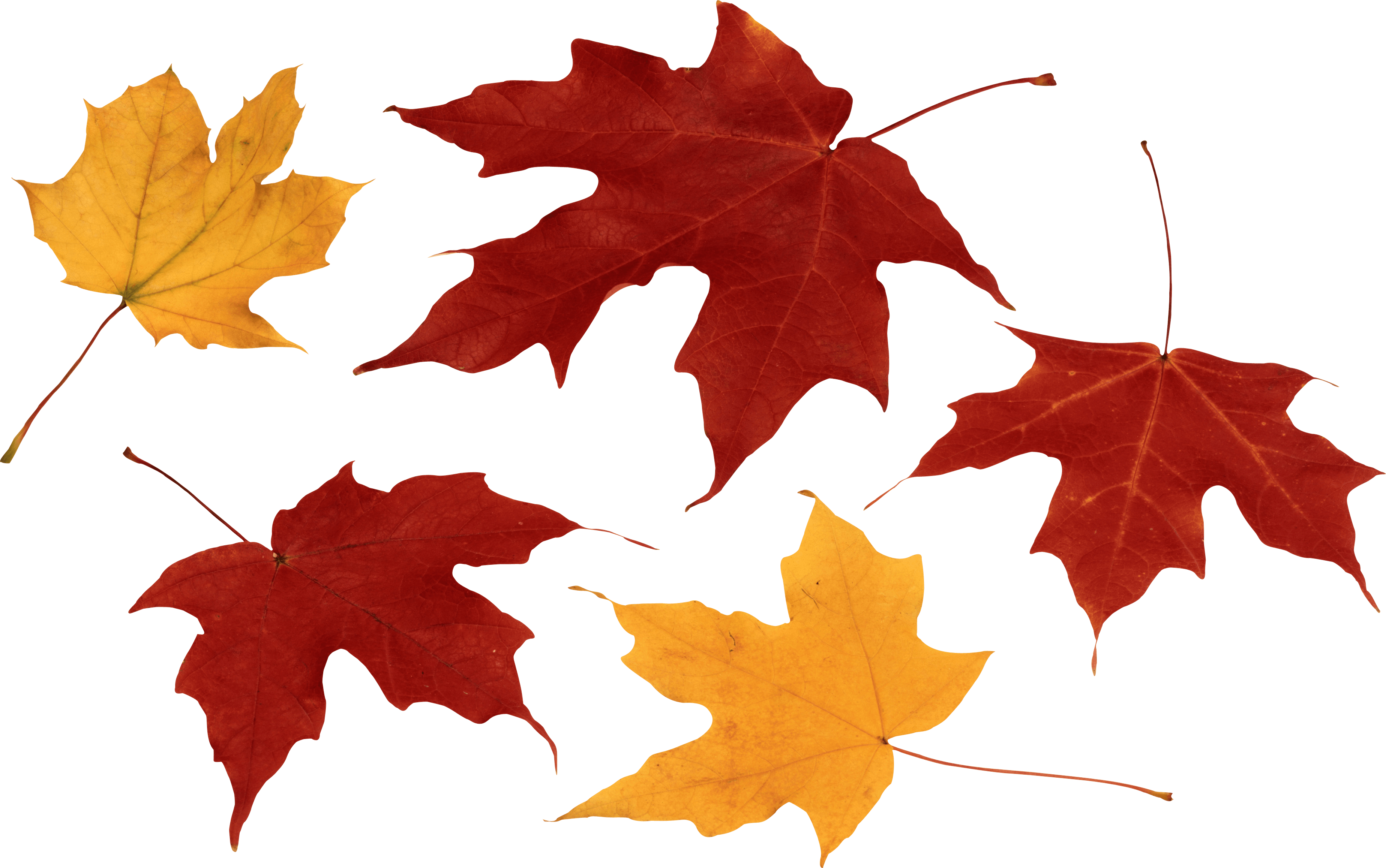 Autumn Leaves PNG Image