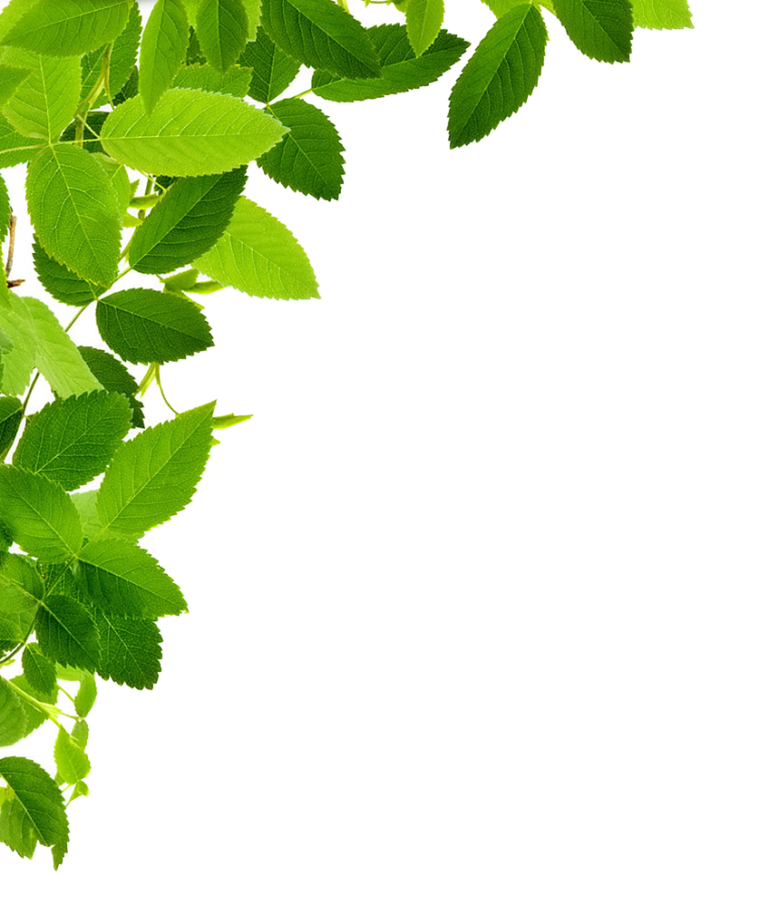 Leaves Transparent PNG Image