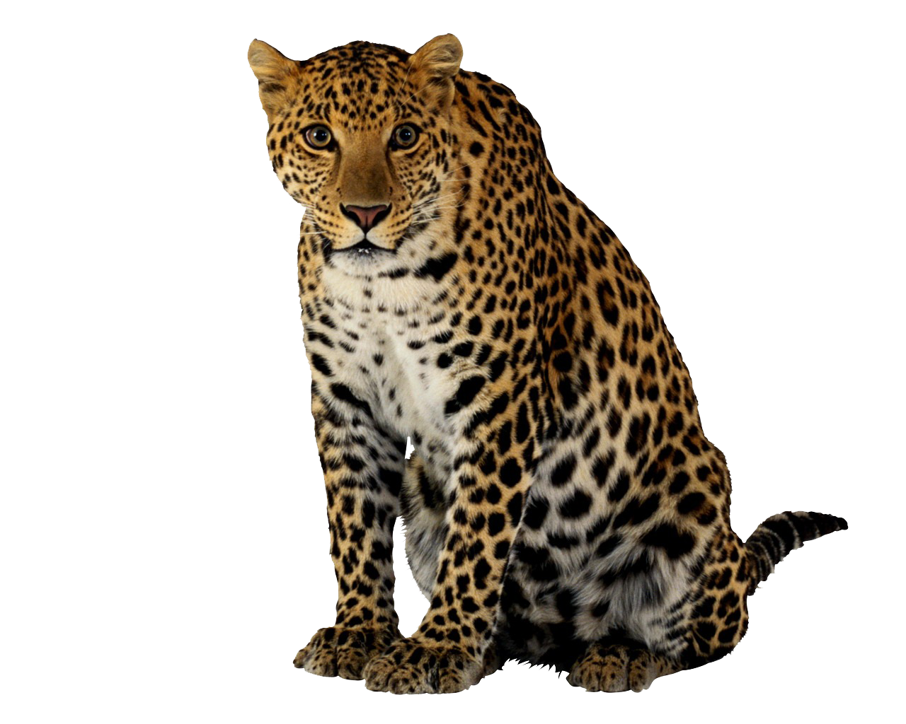 Leopard Png Clipart PNG Image