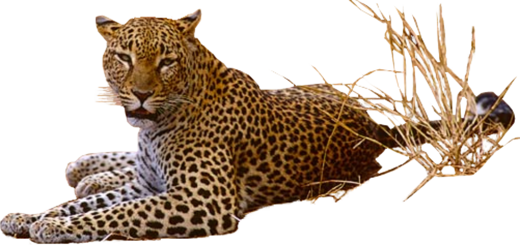 Leopard Transparent PNG Image