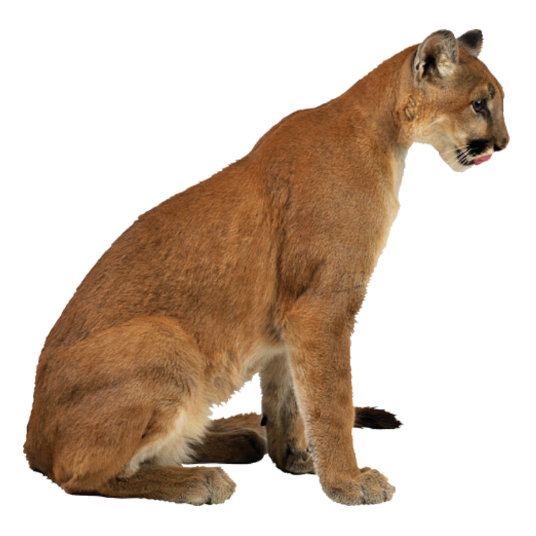 Cougar Lynx Leopard Eurasian Cheetah Free HQ Image PNG Image