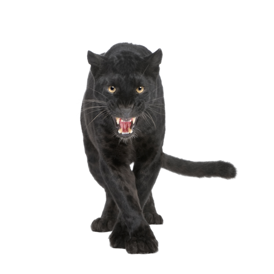 Jaguar Panther Leopard Cougar Lion Black PNG Image