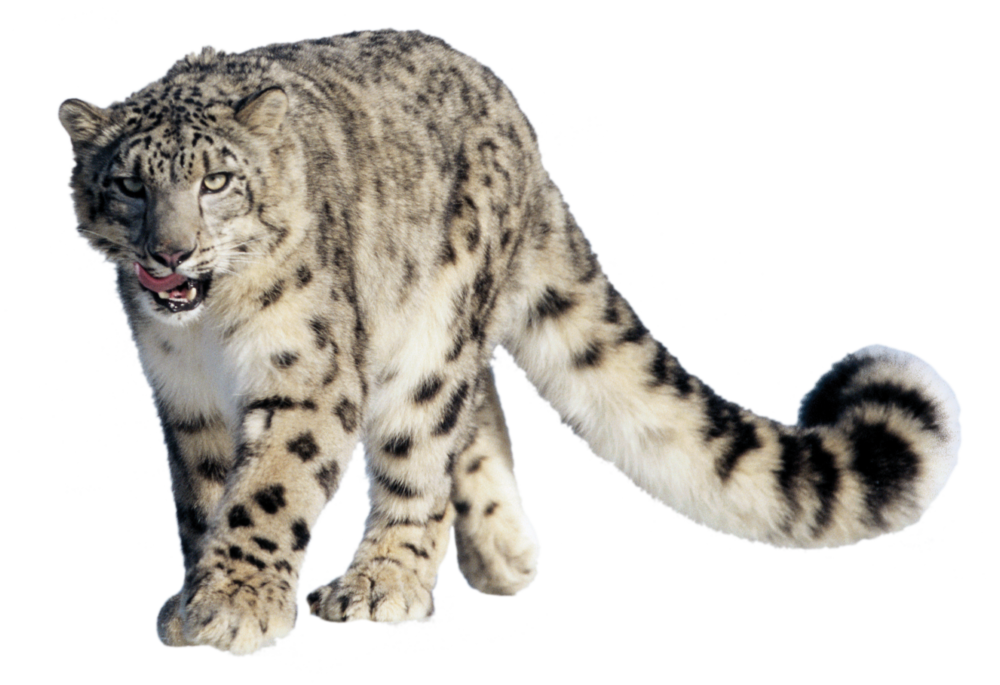 Leopard Png Images PNG Image