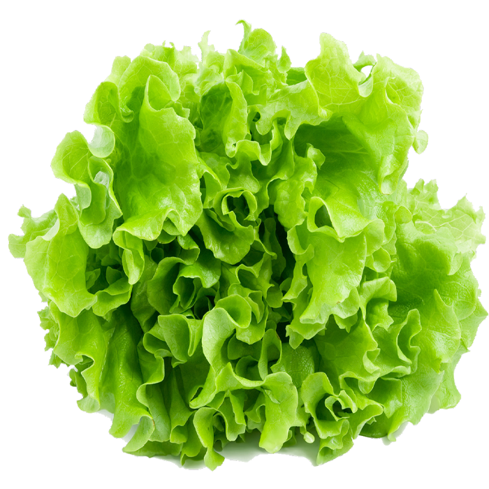 Lettuce Butterhead Free Clipart HD PNG Image