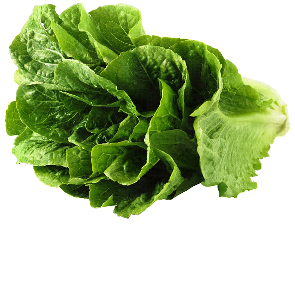 Fresh Photos Butterhead Lettuce HD Image Free PNG Image