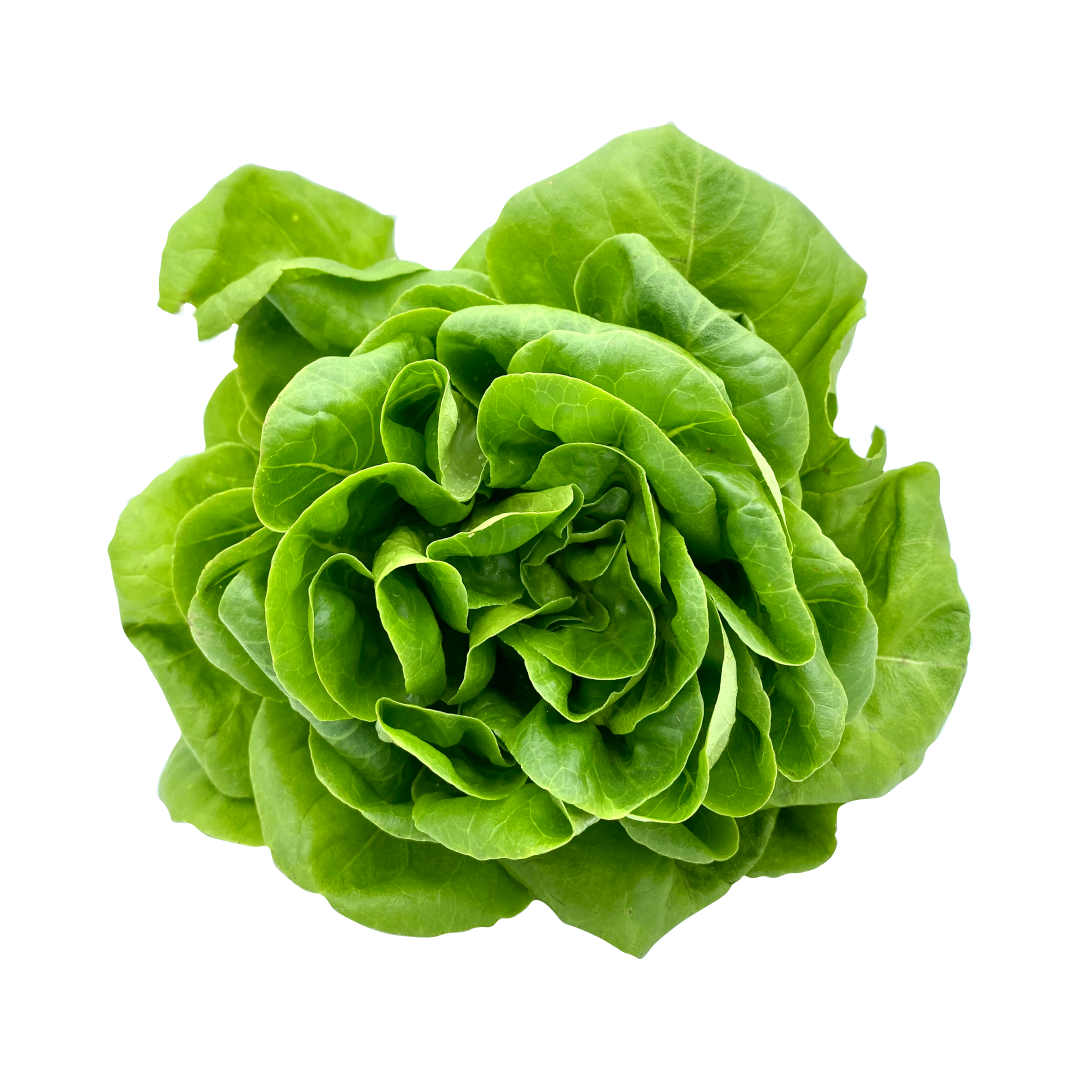 Fresh Butterhead Lettuce Free HQ Image PNG Image