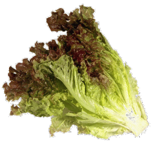 Fresh Butterhead Lettuce Free Transparent Image HD PNG Image