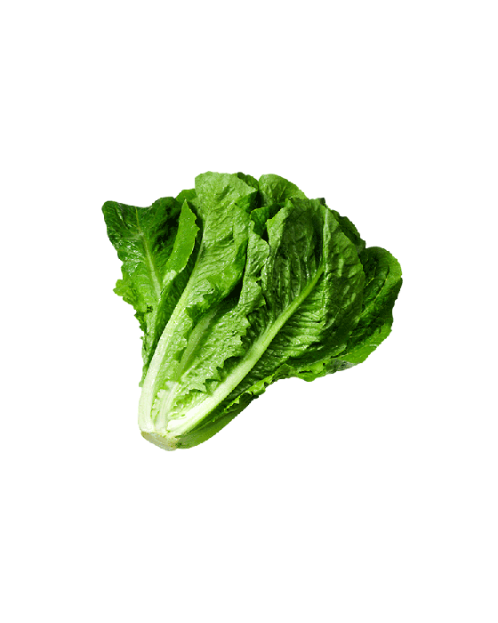 Lettuce Green Butterhead Free HD Image PNG Image