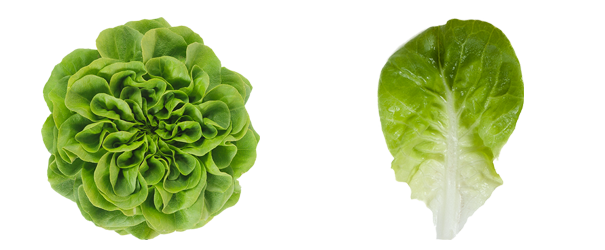 Lettuce Green Butterhead PNG Free Photo PNG Image