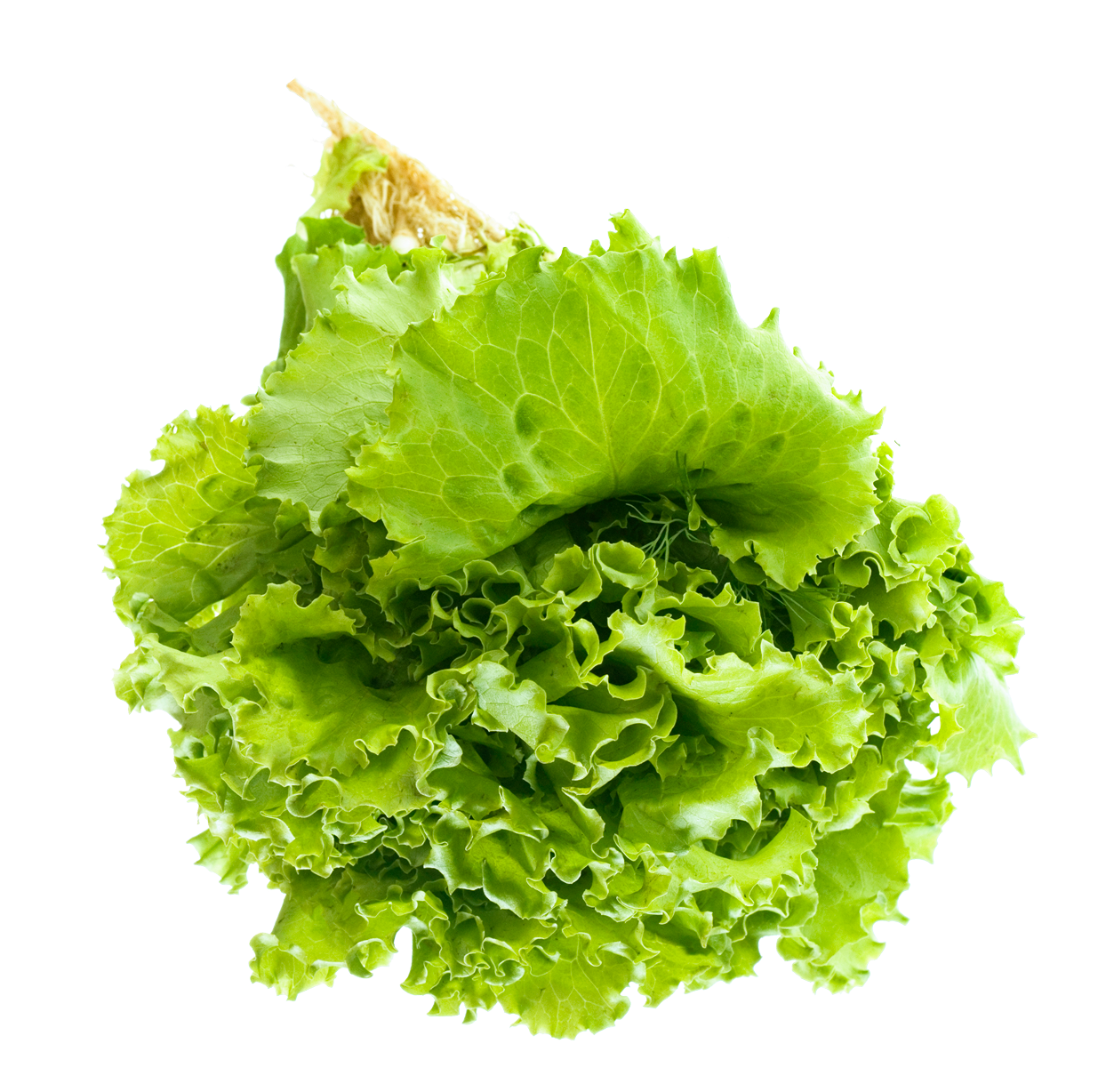 Lettuce Green Butterhead HD Image Free PNG Image