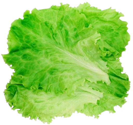 Lettuce Green Download Free Image PNG Image