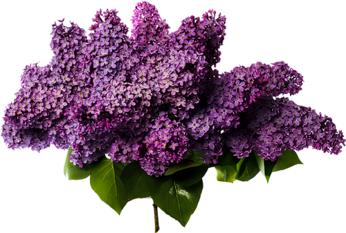 Lilac Photos PNG Image