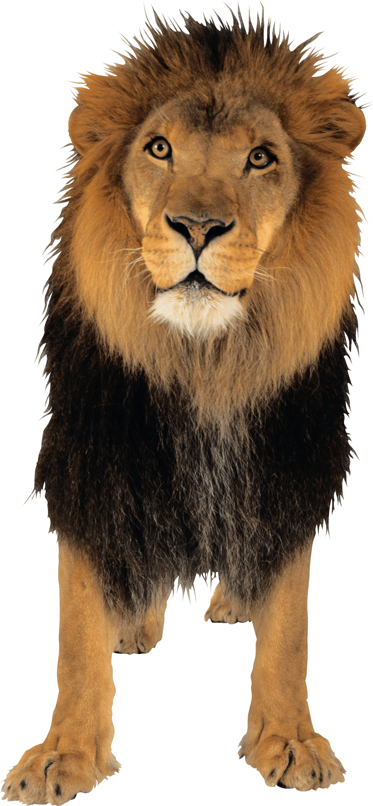 Lion Png Image PNG Image