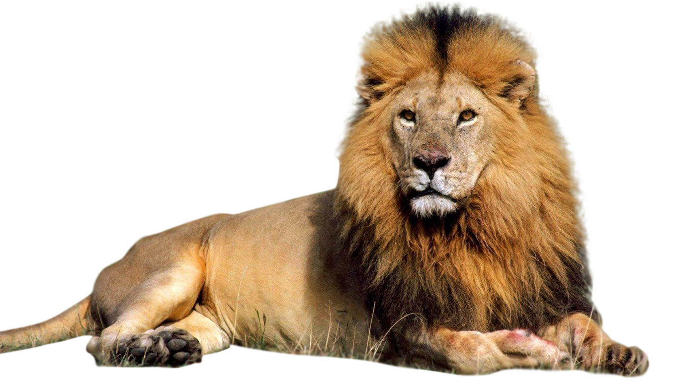 Lion Png Clipart PNG Image