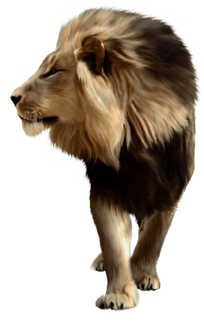 Lion Png Image Image Download Picture Lions PNG Image