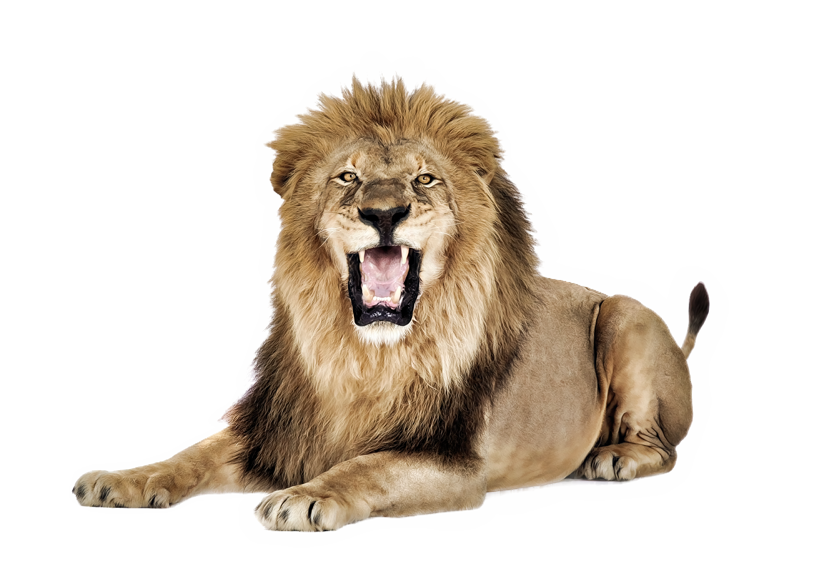 Lion Png PNG Image