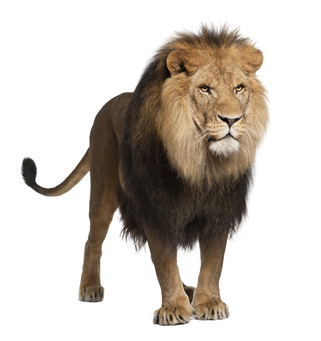 Lion PNG Image