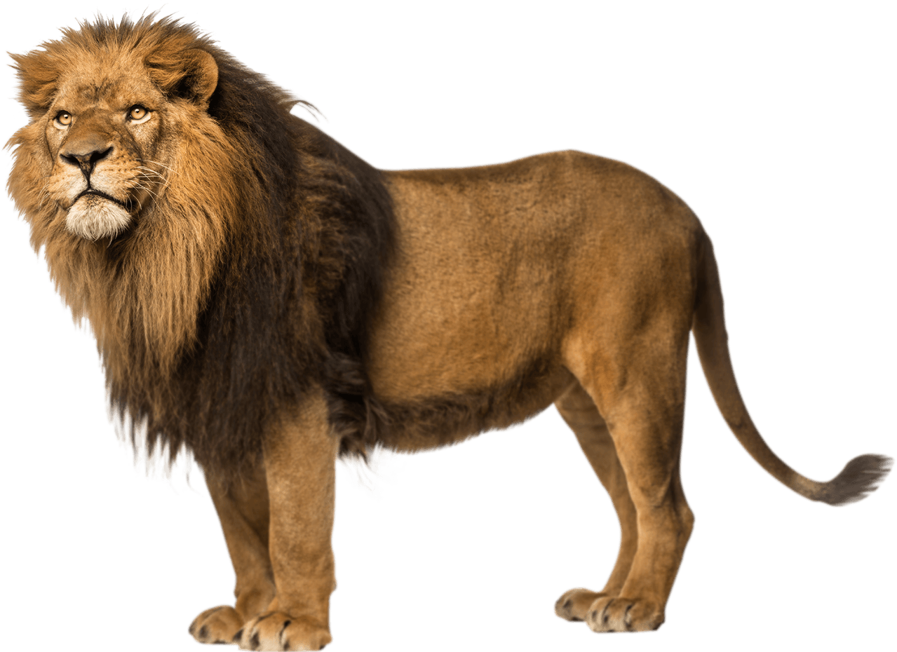 Lion Free Download Png PNG Image