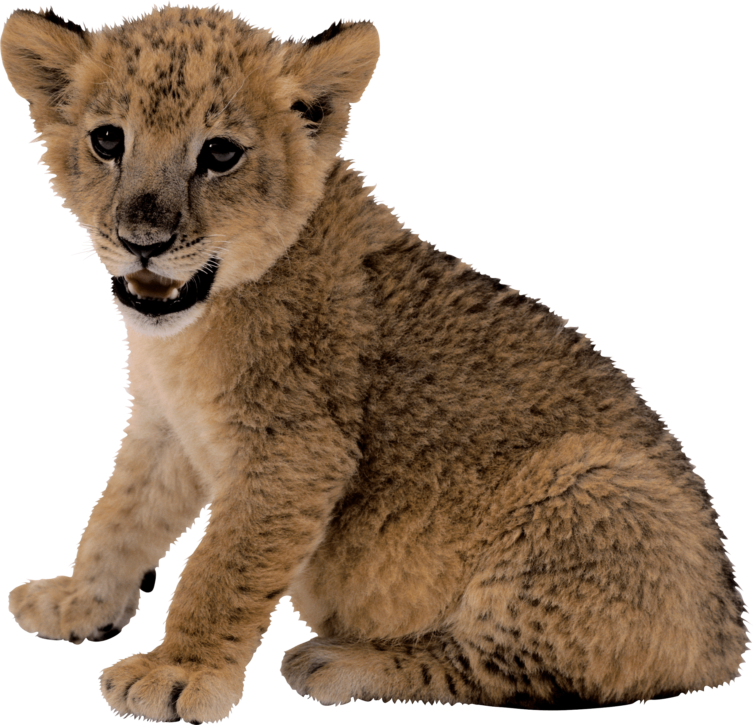 Small Lion Png Image PNG Image