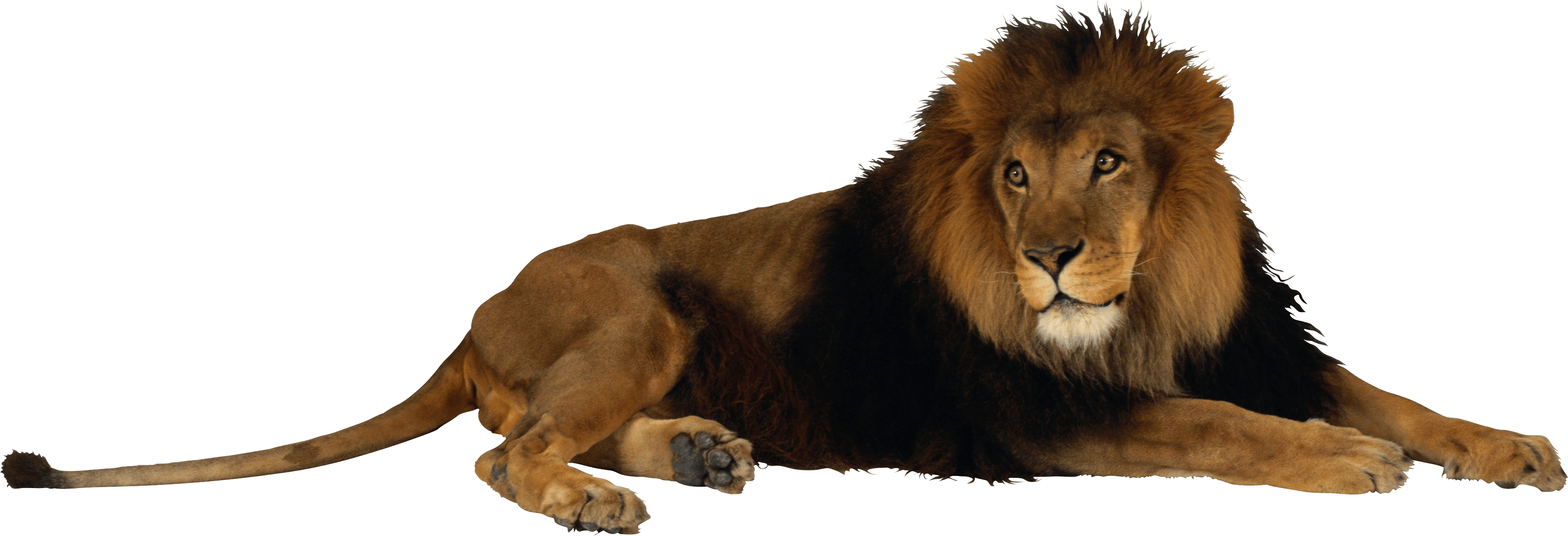 Lion Png Image PNG Image