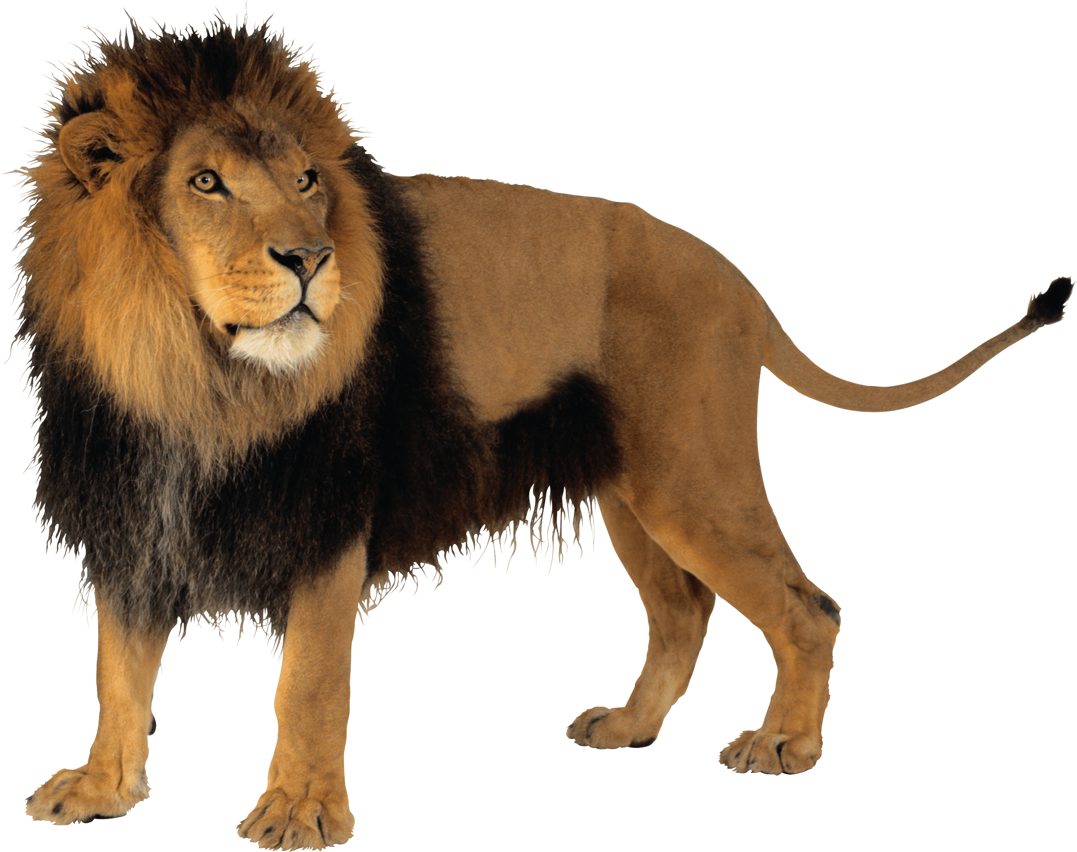 Lion Png Image PNG Image