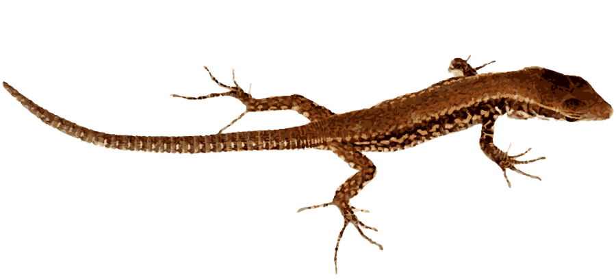 Lizard PNG Image