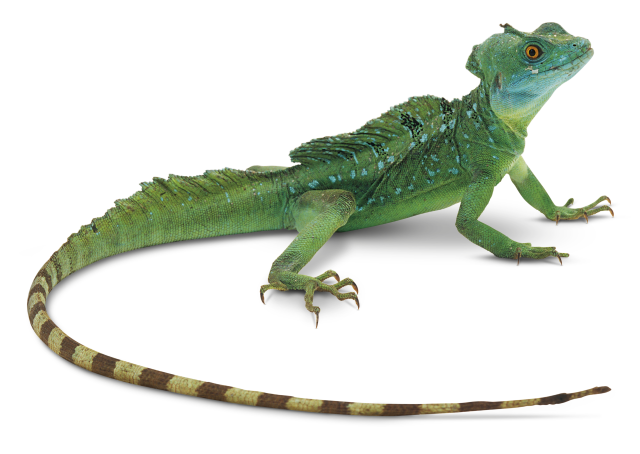 Lizard Photos PNG Image